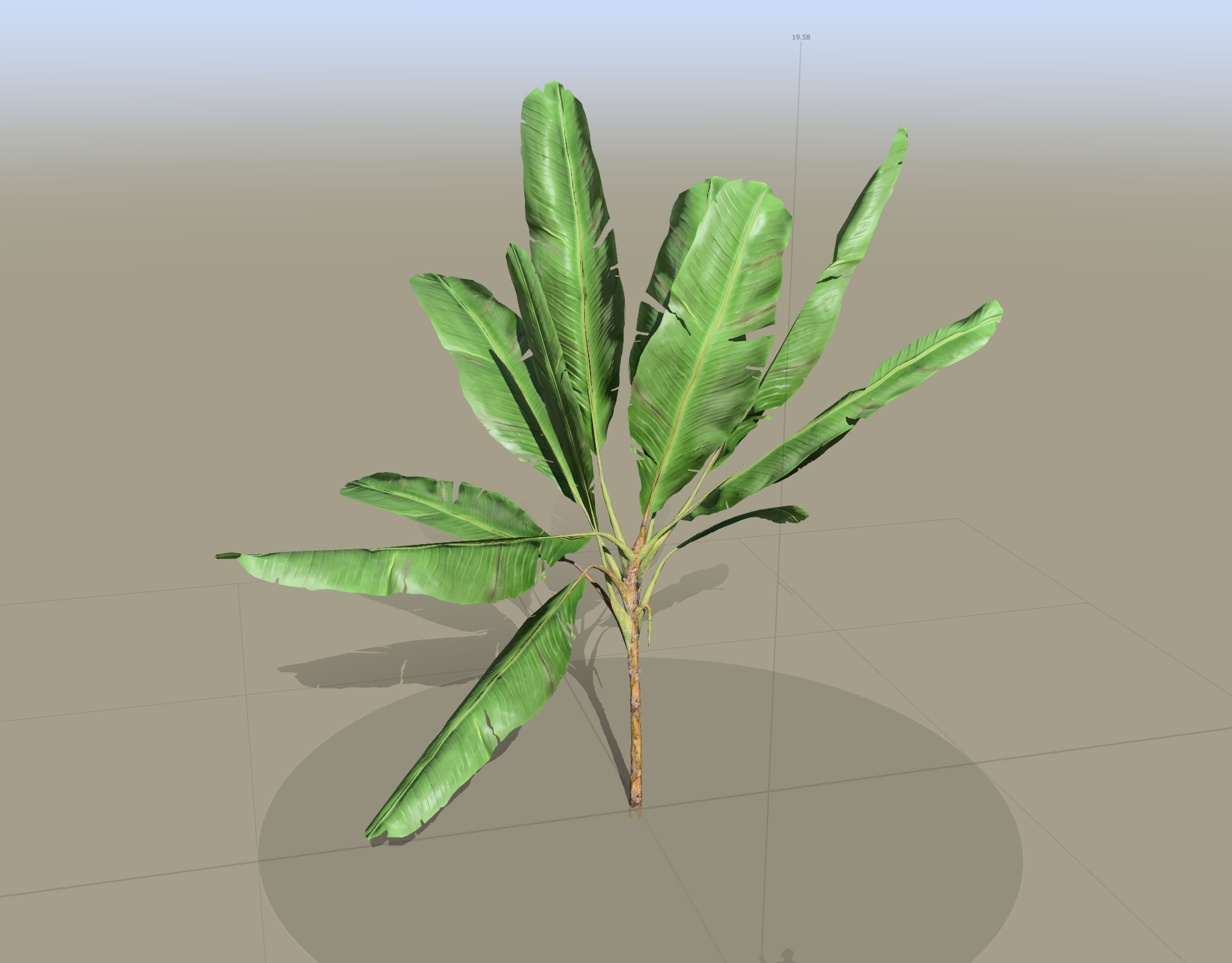 芭蕉树